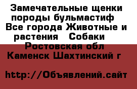 Замечательные щенки породы бульмастиф - Все города Животные и растения » Собаки   . Ростовская обл.,Каменск-Шахтинский г.